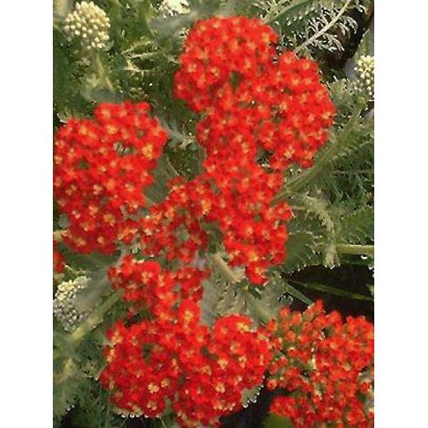 Achillée 'Walter Funke' Godet de 8/9 cm (1/2)