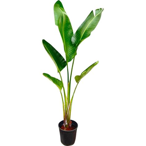 Strelitzia Augusta - Plante de Paradis Blanche - Intérieur et Extérieur - 210 cm - ⌀30 cm - PANGIVO (1/5)