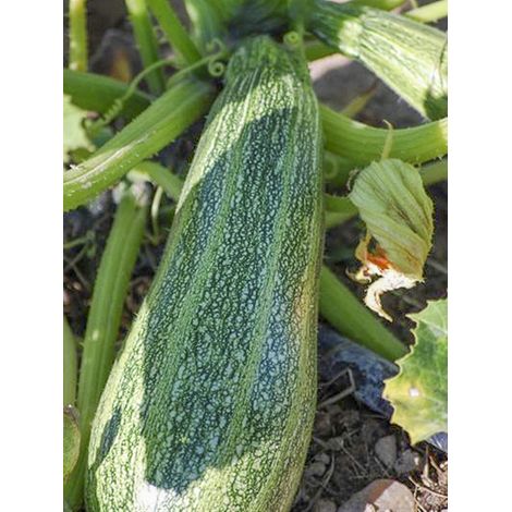 Courgette 'de Greyzini' le sachet de 10 graines environ (1.2g) (1/2)