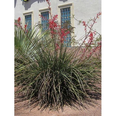 Yucca à fleurs rouges 'Rose des Sables' Pot de 2L/3L
