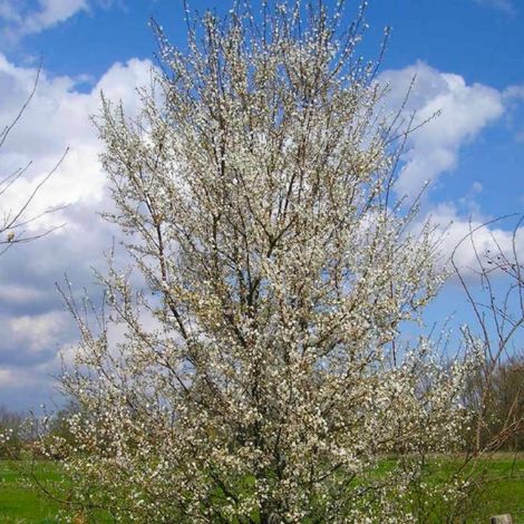 Pépinières Naudet – Prunier myrobolan (Prunus cerasifera) – Arbre fruitier résistant – Hauteur 20/40cm – Floraison abondante et fruits comestibles (1/5)