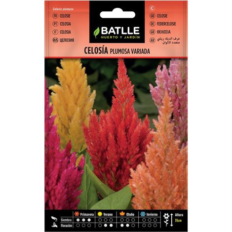 Celosia Plumosa variées