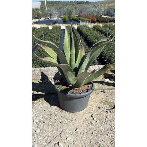 AGAVE SALMIANA VASO 60 (1/4)