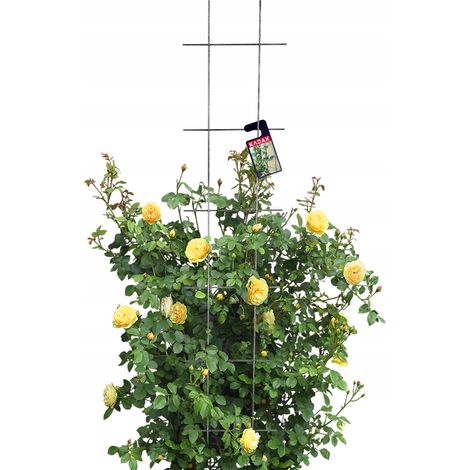 KADAX Treillis de Jardin pour Plantes Grimpantes Pergola 30x150 (1/5)