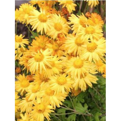Chrysanthème des jardins 'Goldmarianne' Godet de 8/9 cm (1/2)