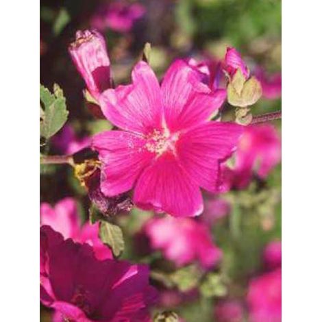 Mauve en arbre, Lavatère d'Hyères 'Rosea' Pot de 2L/3L
