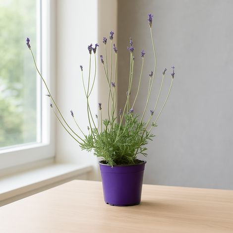 Lavandula pinnata in vaso 24 – lavanda ornamentale profumata (1/4)