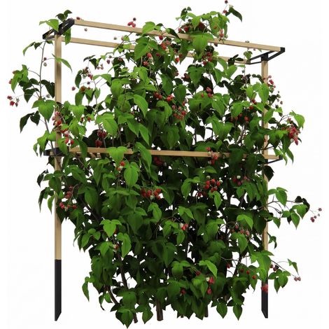 Treillis métallique flexible pour la culture des petits fruits : framboises, mûres et myrtilles – treillis extensible