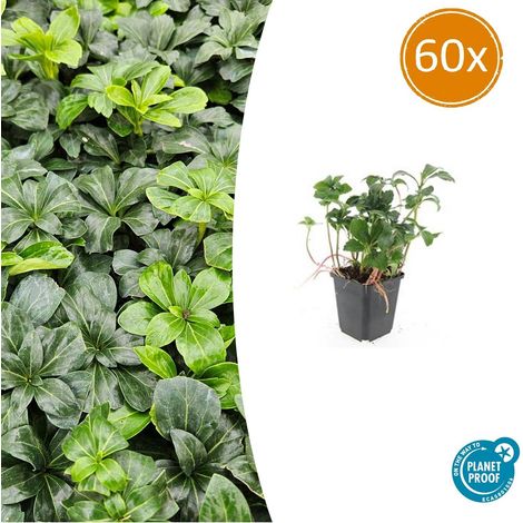 Lot de 60 Pachysandra terminalis 'Green Sheen' Plantes Couvre-sol Persistantes Ombre H10-25cm Ø9cm - PANGIVO (1/5)