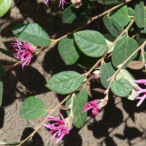 Loropetalum Fire Dance, Loropétale/Pot de 1,5L - 20/40 cm (1/4)