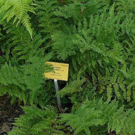 4 x Fougère femelle - Athyrium filix femina  - godet 9x9 cm