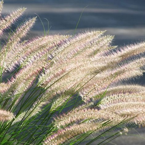 Herbe aux écouvillons Hameln, Pennisetum/Pot de 3L - 10/40 cm