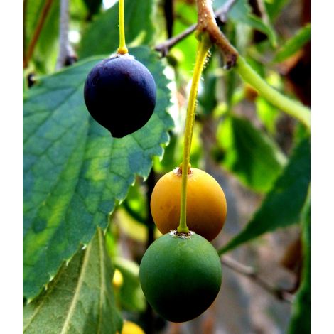 Planta de Celtis Australis ? Almez