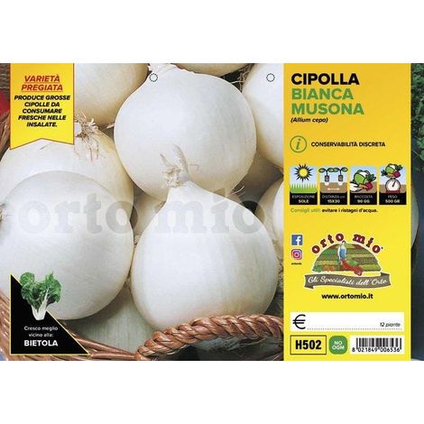 ORTO MIO Cipolla Bianca Tonda var. Musona (1/2)