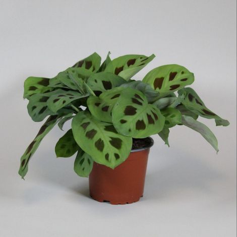 Maranta Leuconeura Kerchoveana Plante d’Intérieur Feuillage Graphique Vert Pot 12 cm Hauteur 30 cm - PANGIVO