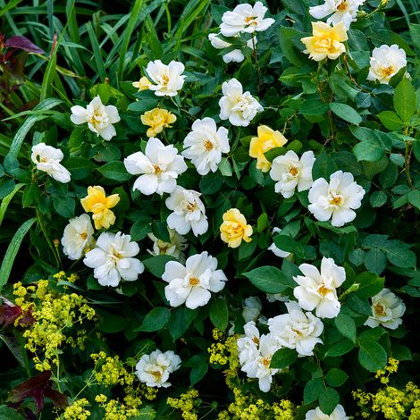 Gardenaria Rosa 'Sunny Knock out' Meilland - Rosa da giardino - Altezza: 35/45 cm (vaso22) (1/3)