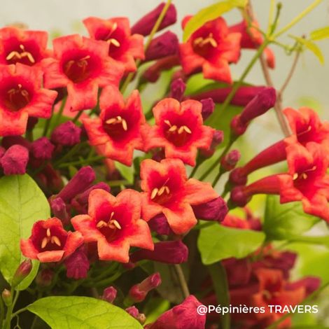 Bignone 'Atrosanguinea' (Campsis capreolata 'Atrosanguinea')
