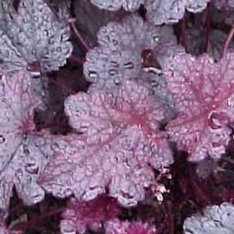 4 x Heuchère ® - Heuchera 'Plum Pudding'  - godet 9x9 cm