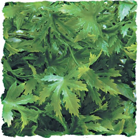 Plante cannabis mm bu26e
