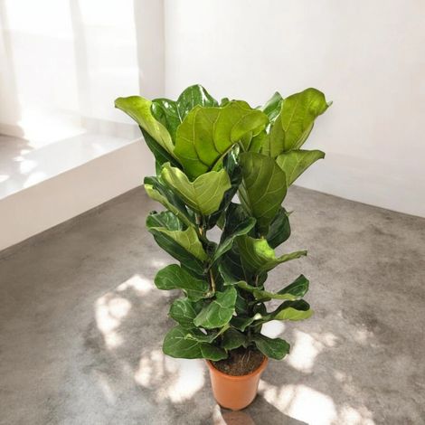 Gardenaria Ficus lyrata - Pianta da interno ornamentale - Altezza: 170 cm (vaso 34)