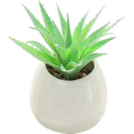 Plantes succulentes en bonsaï dans de grands pots muraux en céramique, une touche de verdure créative pour la décoration intérieure. (1/4)
