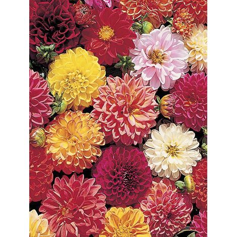 Dahlia variabilis 'Double Extreme' le sachet de 50 graines (0,5g) (1/2)
