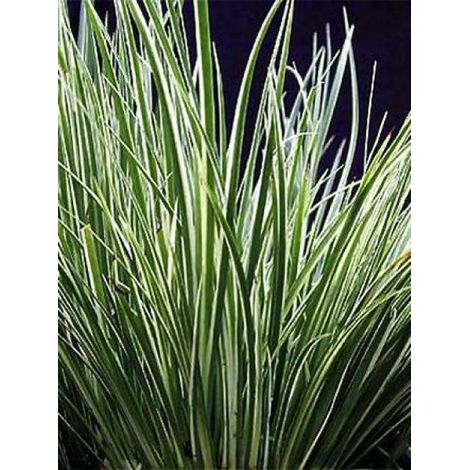 Acore 'Variegatum' Godet de 8/9 cm