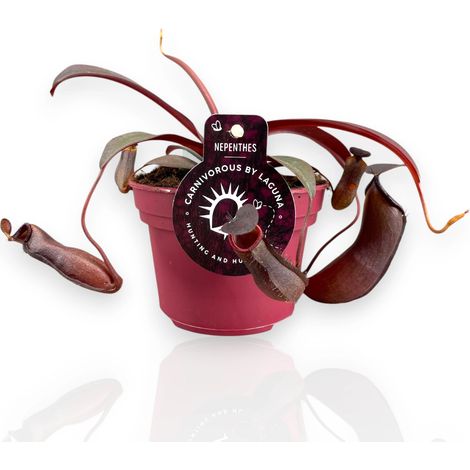 Gardenaria Nepenthes 'Rebecca' - Pianta da interno ornamentale - Altezza: 17 cm (vaso 12) (1/5)