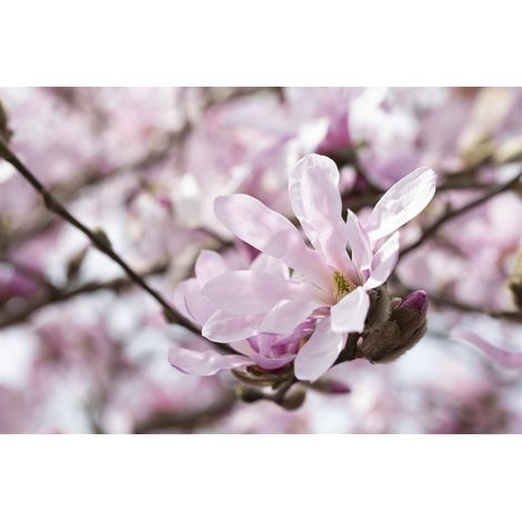 Rosa Sternmagnolie 'Rosea' Magnolia stellata 'Rosea' 7L 60- 80 (1/5)