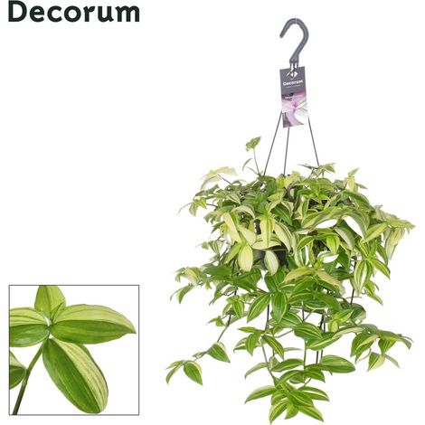 Tradescantia Yellow Hill Plante retombante d’intérieur Feuillage jaune vert Pot 17 cm Hauteur env. 40 cm - PANGIVO