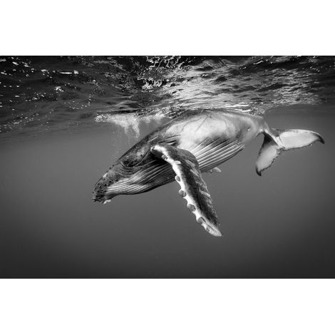 Tableau sur toile baleine majestueuse 30x45 cm - Impression sur Toile Murale Décorative - Image imprimée en HD sur Toile - Toile sur Châssis en Bois FSC - Fabriqué en France (1/5)