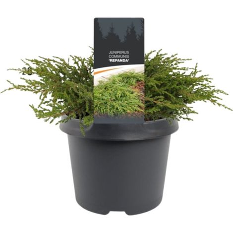 Genévrier commun Repanda - Juniperus communis Repanda 30/40cm (1/2)