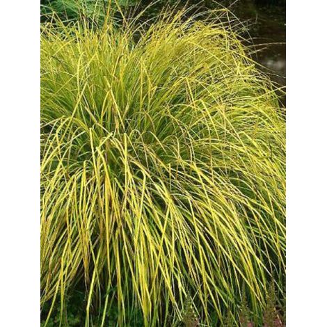 Laïche élevée 'Aurea' Godet de 8/9 cm