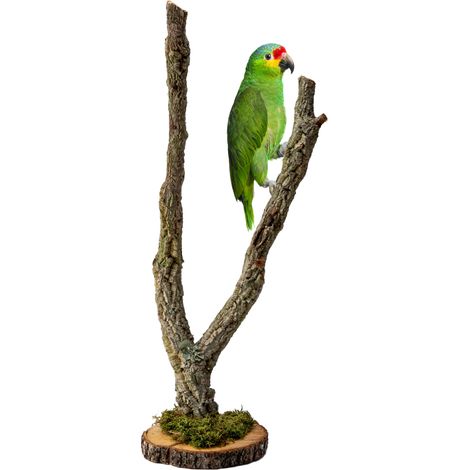 Árbol BioCork sobre una base de ramas de alcornoque para loros de 60 cm. (1/5)