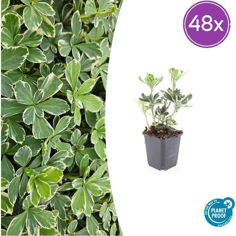 Lot de 48 Pachysandra terminalis Variegata Couvre-sol Persistant Panaché Crème Pot Ø9cm 10-25cm - PANGIVO (1/5)