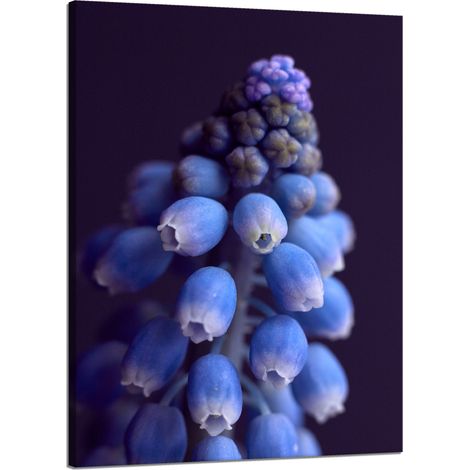 Leinwanddruck Botanik Blume Hyazinthe 50x70 cm