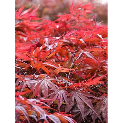 Érable du Japon 'Peve Dave' Pot de 3L/4L