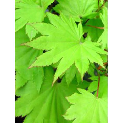 Érable du japon doré 'Jordan' Pot de 2L/3L (1/3)