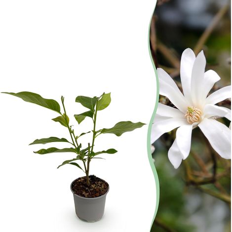 Magnolia stellata Arbuste à Fleurs Blanches pour Jardin et Balcon - Pot 12 cm - Hauteur 30 cm - PANGIVO (1/4)