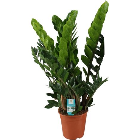 Zamioculcas Zamiifolia - Plante ZZ d'Intérieur - Feuillage Vert Brillant - Ø21 cm - H80 cm - PANGIVO (1/4)