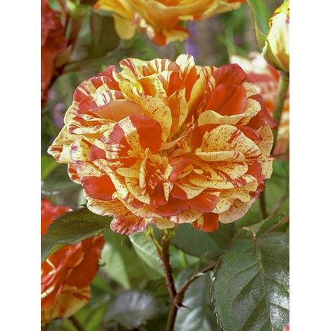 Rosier à fleurs groupées 'Oranges and Lemons' Pot de 2L/3L (1/3)
