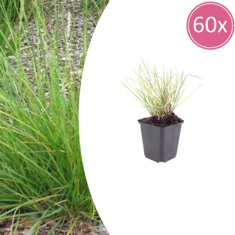 Lot de 60 Sesleria autumnalis Graminée Ornementale pour Massif et Rocaille 10-25 cm Pot Ø 9 cm - PANGIVO (1/5)