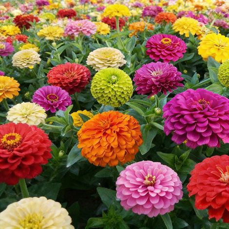 2000 Zinnien-Mix – Bunte Blumen, Garten, Balkon & Außenbereich
