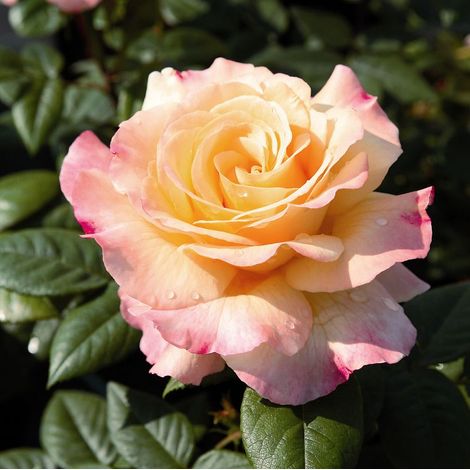 Gardenaria Rosa 'Aquarell' - Rosa da giardino - Altezza: 40/50 cm (vaso20) (1/2)