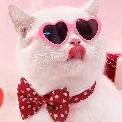 Filiyano-Lot de 4 paires de lunettes pour chiens, chats et autres animaux de compagnie - Tendance créative - Lunettes Amour (1/5)
