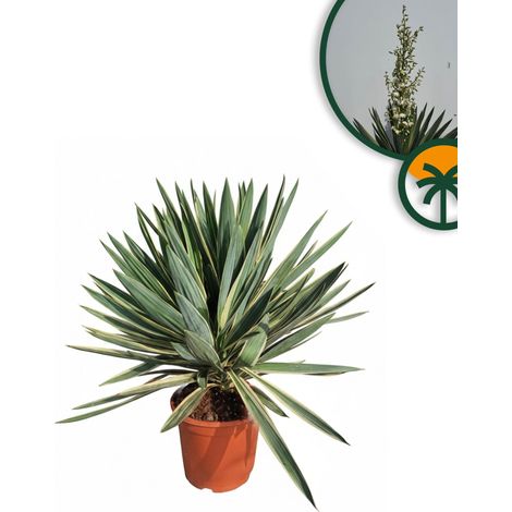 Yucca Gloriosa Variegata Lys de palmier résistant à l'hiver (1/5)