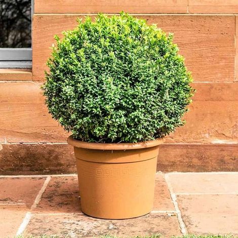 Bosso comune "Buxus sempervirens" pianta a palla in vaso di varie dimensioni - sfera ø50 in vaso ø37 cm