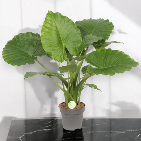 Gardenaria Alocasia gageana - Pianta da interno ornamentale - Altezza: 85 cm (vaso 21) (1/5)