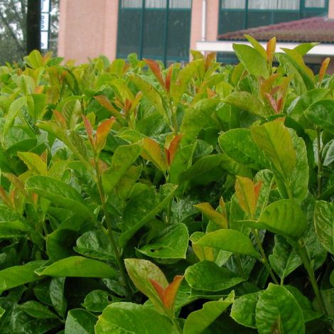 Laurier palme Etna® 'Anbri', Laurier-cerise/Pot de 20L - 125/150 (1/4)