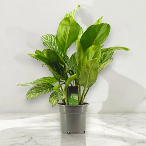 Gardenaria Aglaonema 'Stripes' - Pianta da interno ornamentale - Altezza: 65 cm (vaso 17) (1/5)